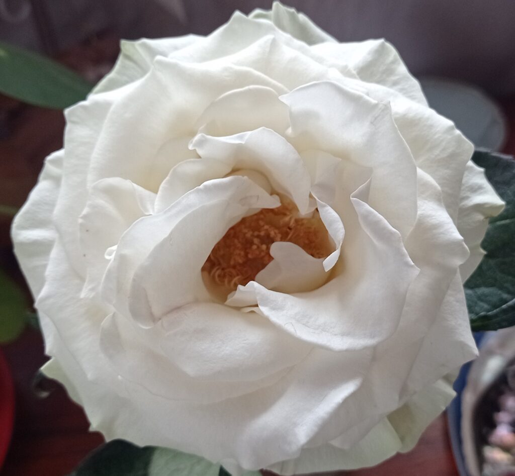 Rose blanche, fleur de l'Amour maternel, authentique, pur et digne.